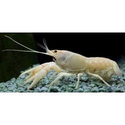 Флоридский белый рак (Procambarus clarkii white) - 3см