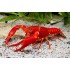 Флоридский оранжевый рак (Procambarus  red marlboro) - 3-4см