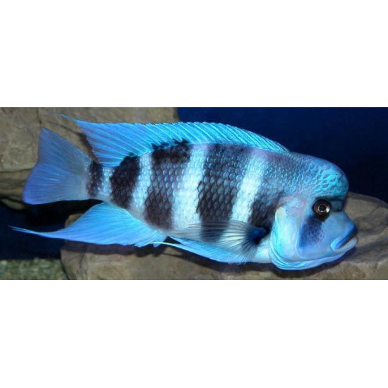 Фото Фронтоза (Cyphotilapia frontosa) - 12-15см Смотреть