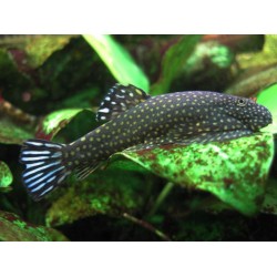 Гастромизон (Gastromyzon punctulatus) - 3-4см