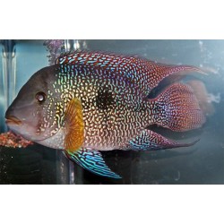 Геофагус свена (Geophagus) - 12-15см