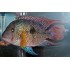 Геофагус свена (Geophagus) - 12-15см
