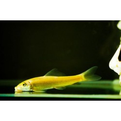 Геринохейлус золотой (Gyrinocheilus aymonieri albino) - 4см