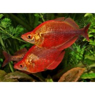 Глоссолепис красный (Glossolepis incisus) - 3см
