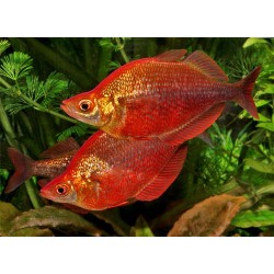 Глоссолепис красный (Glossolepis incisus) - 3см