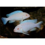 Грешаки альбинос, зебра белая (Pseudotropheus greshakei albino) - 3см 