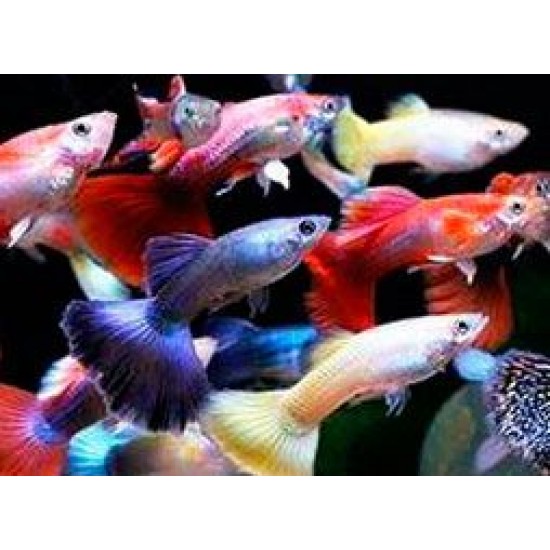 Фото Гуппи ассорти (Poecilia reticulata) - 3см Купить