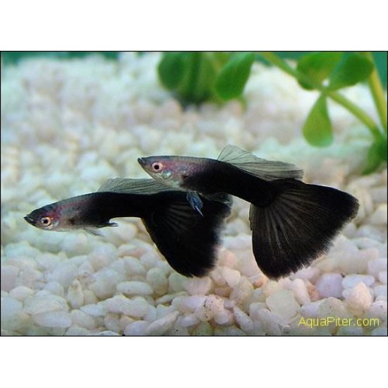 Фото Гуппи черный принц (Poecilia reticulata) - 2,5-3см labeo.com.ua