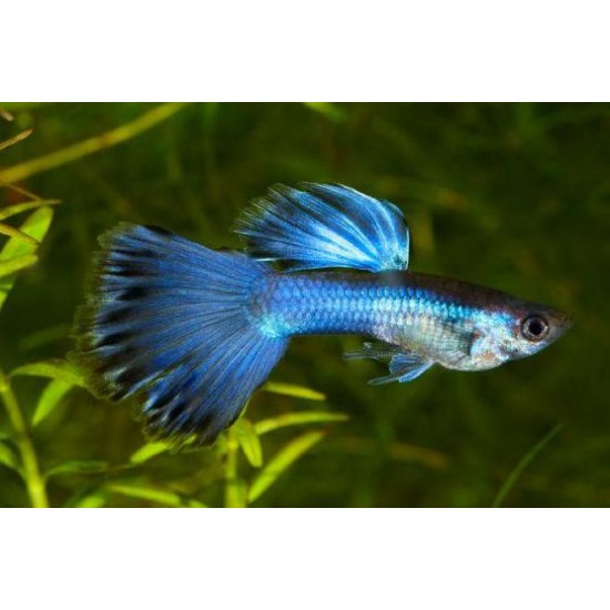 Фото Гуппи синий металлик (Poecilia reticulata) - 2-3см Купить