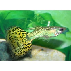 Гуппи зеленая кобра (Poecilia reticulata) - 3см