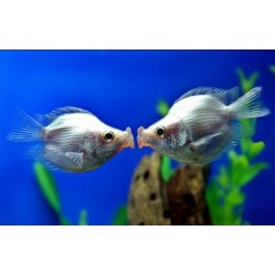 Гурами целующийся розовый дисковый (Helostoma temminckii) - 2-2.5см