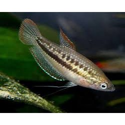 Гурами карликовый (Trichopsis pumila) - 2-2.5см