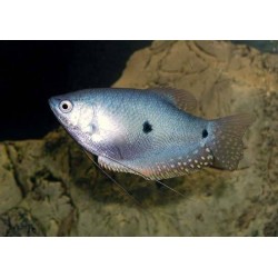 Гурами точечный (Trichogaster trichopterus) - 3-4см
