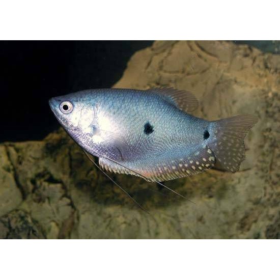 Фото Гурами точечный (Trichogaster trichopterus) - 3-4см Смотреть
