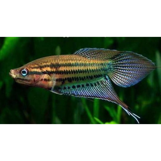 Фото Гурами ворчащий (Trichopsis vittatus) - 2см labeo.com.ua