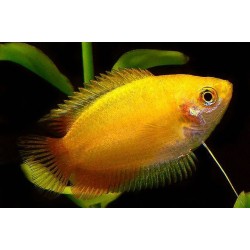 Гурами золотой медовый карликовый (Colisa chuna golden honey) - 3-3,5см