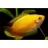 Гурами золотой медовый карликовый (Colisa chuna golden honey) - 3-3,5см