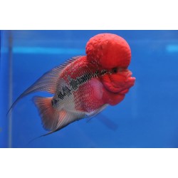 Хорн дисковый (Cichlasoma “Flower Horn”) - 6-7см