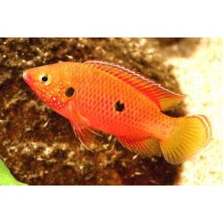 Хромис бангуи (Hemichromis sp. Bangui) - 2-3см