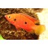 Хромис бангуи (Hemichromis sp. Bangui) - 2-3см