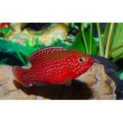 Хромис лифалили красный (Hemichromis lifalili) - 4см