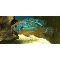 Хромис неоновый (Hemichromis bimaculatus neon) - 3-4см