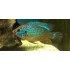 Хромис неоновый (Hemichromis bimaculatus neon) - 3-4см