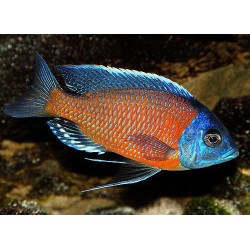 Каданго (Haplochromis borleyi) - 3.5-4см