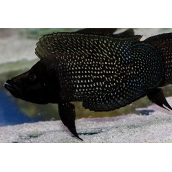 Кальвус черный (Altolamprologus calvus "black") - 3-4см