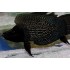 Кальвус черный (Altolamprologus calvus "black") - 3-4см