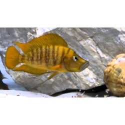 Кальвус компресицепс (Calvus compressiceps) - 3-4см