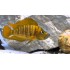 Кальвус компресицепс (Calvus compressiceps) - 3-4см