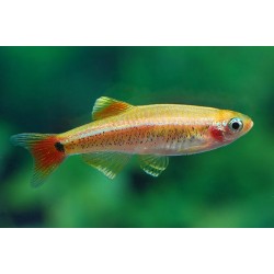 Кардинал золотой (Tanichthys albonubes) - 2-3см