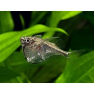 Карнегиелла Марты Клинобрюшка (Carnegiella marthae) - 3см