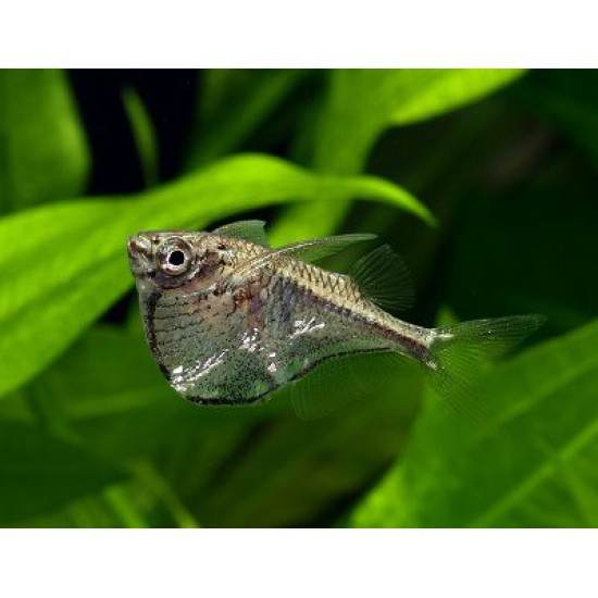 Фото Карнегиелла Марты Клинобрюшка (Carnegiella marthae) - 3см Смотреть