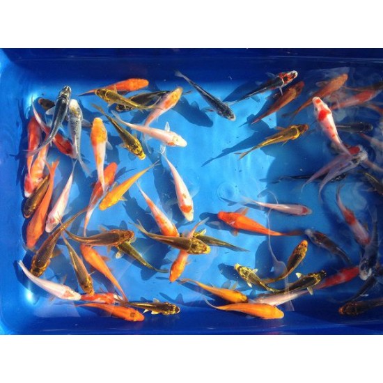 Фото Карп кои микс (Cyprinus carpio koi) - 6.5-7см Смотреть