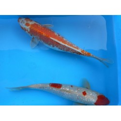 Карп кои Ginrin красно-белый, оранжево-белый (Cyprinus carpio koi) - 30-35см