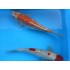 Карп кои Ginrin красно-белый, оранжево-белый (Cyprinus carpio koi) - 30-35см