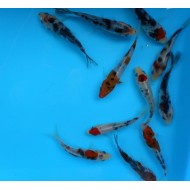 Карп кои красно-черно-белый, Импорт (Cyprinus carpio koi) - 8см