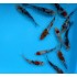 Карп кои красно-черно-белый, Импорт (Cyprinus carpio koi) - 8см