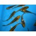 Карп кои золотая платина (Cyprinus carpio koi) 6-7см