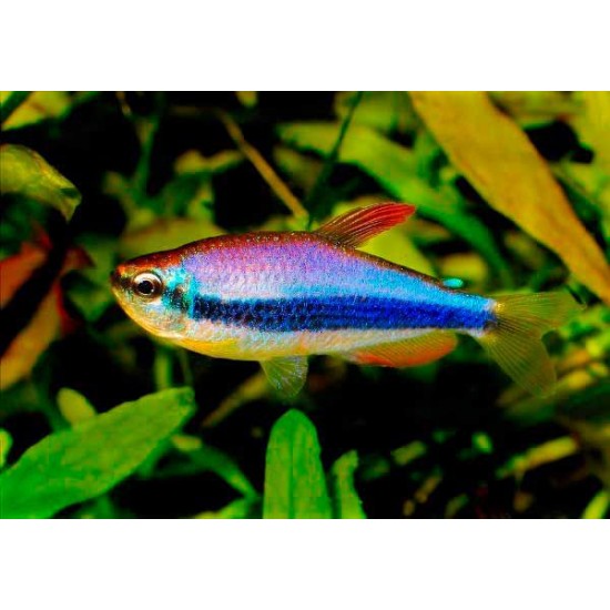 Фото Керри (Inpaichthys kerri) - 3-3.5см Смотреть