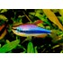 Керри (Inpaichthys kerri) - 3-3.5см