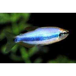 Керри синяя (Inpaichthys kerri super blue) - 2-2,5см