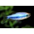 Керри синяя (Inpaichthys kerri super blue) - 2-2,5см