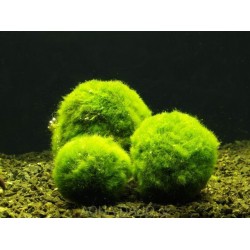 Кладофора (Cladophora aegagrophila) - 3.5-4см