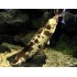Клариас (Clarias batrachus) - 5см