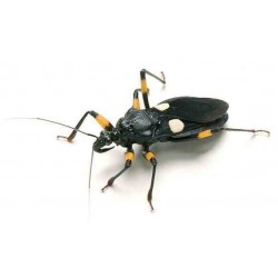 Клоп хищнец (Platimerus biguttatus), шт.