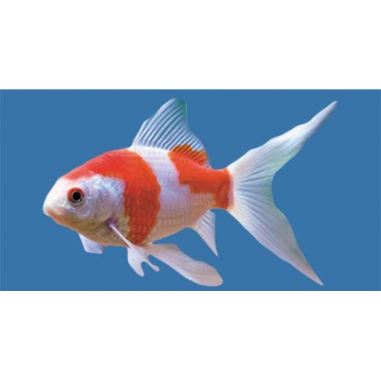 Фото Комета красно-белая, белая (Carassius auratus) - 3-4см Смотреть
