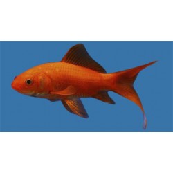 Комета красная (Carassius auratus) - 5-5.5см
